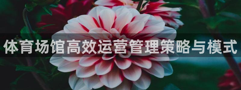 必一体育sportB体育